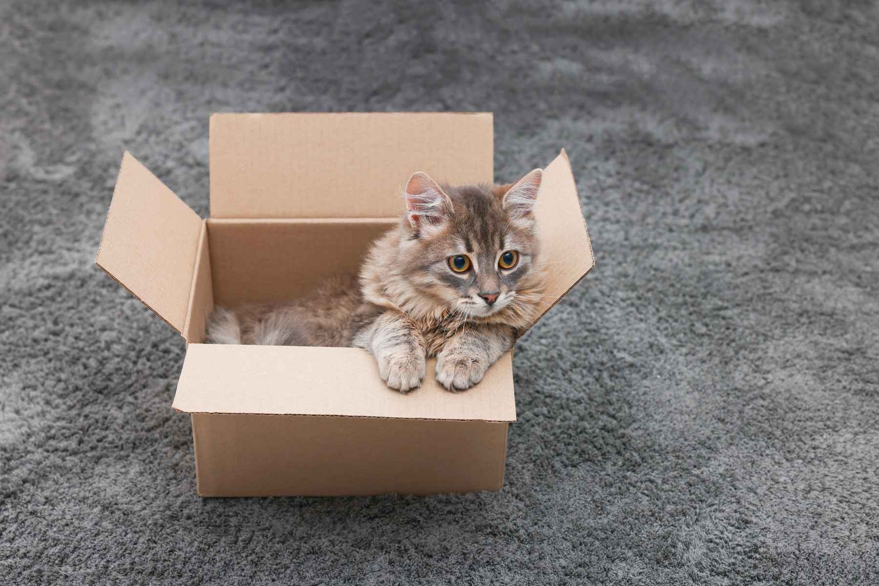 moving cat for moving day, russia tradition