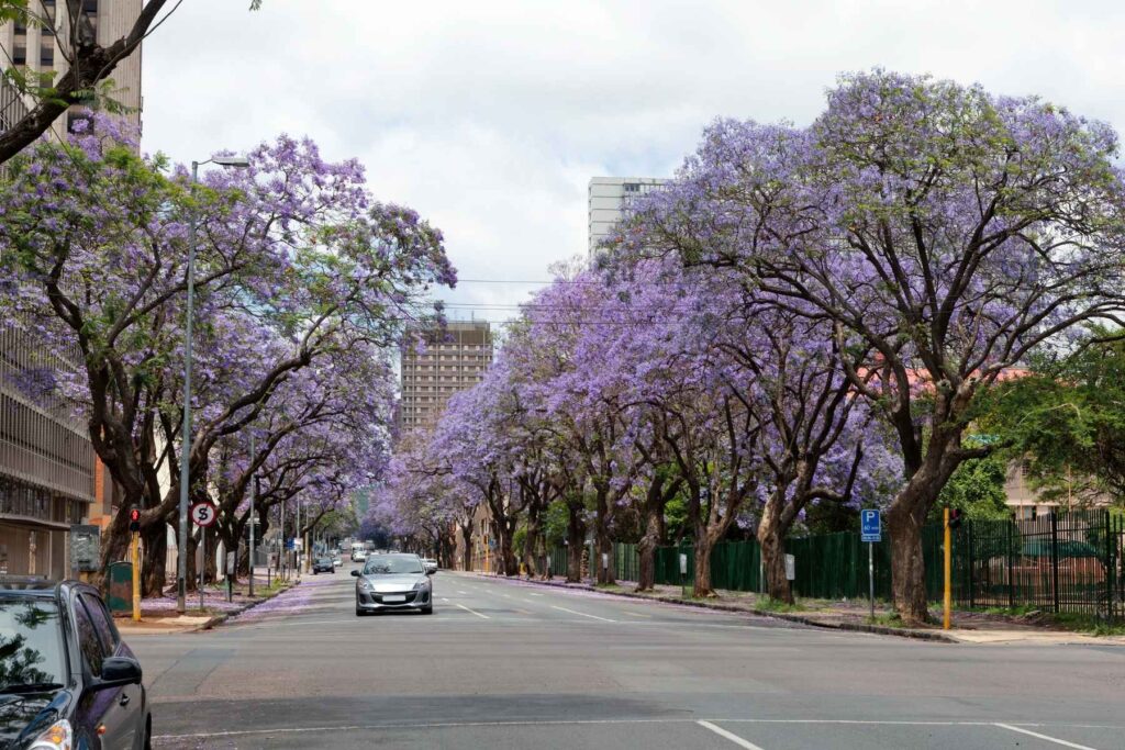 Street View of Jacaranda Trees