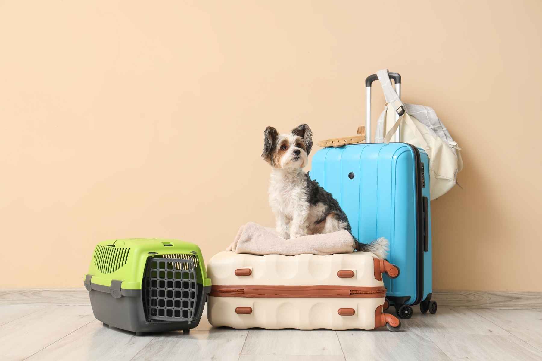 pet transport and carrier handling
