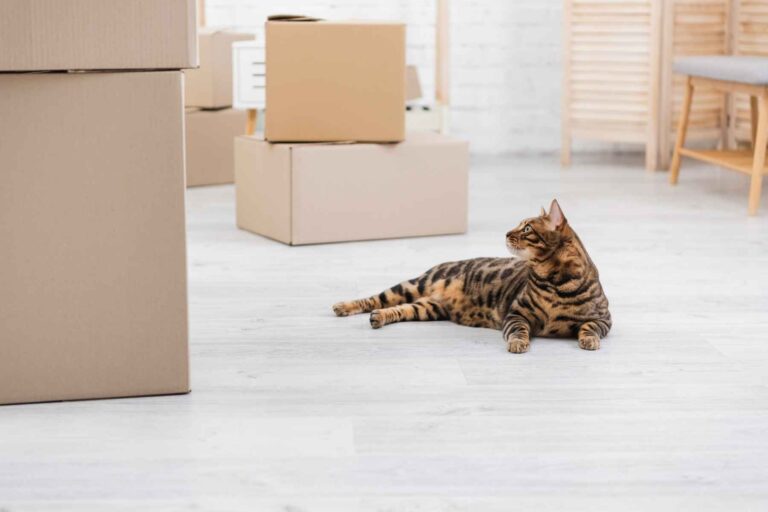 Moving With Pets in South Africa: A cat in during a move