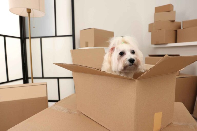 Moving With Pets in South Africa: A dog in a box