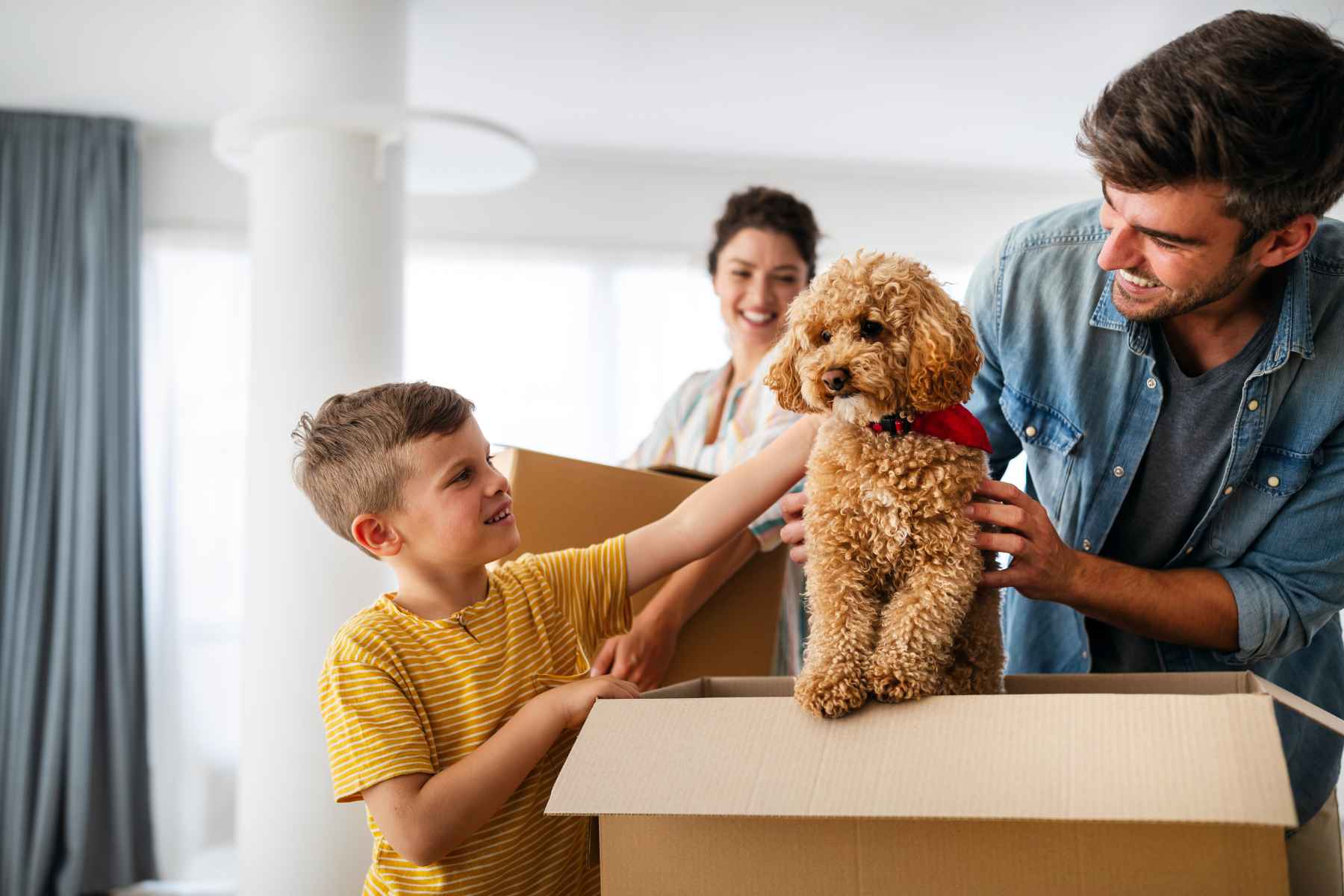 moving with pets in South African during a house move]